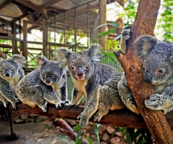 Kuranda, Cairns & Port Douglas Multi-Park Package – Queensland, Australia