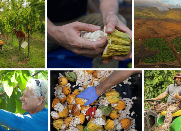 Lahaina: Maui Ku’ia Estate Guided Cacao Farm Tour & Tasting – Lahaina, Hawaii