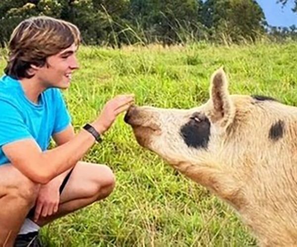 Laupahoehoe: Farm Animal Sanctuary Private Tour – Hilo, Hawaii