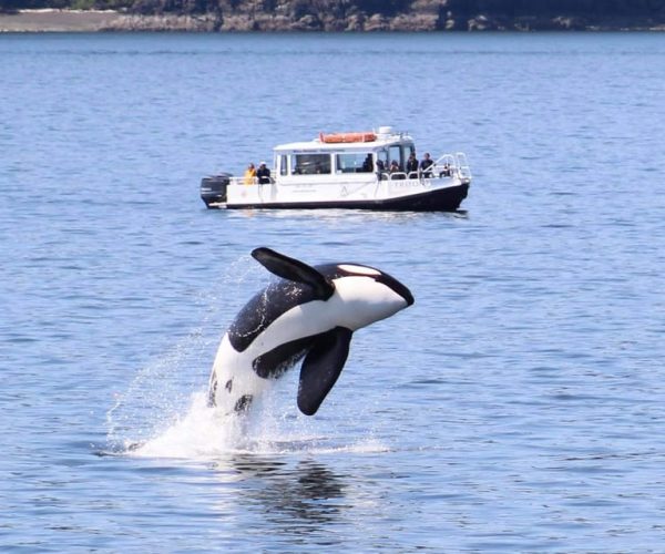 Lopez Island: Whale & Orca Boat Tour – Seattle, Washington