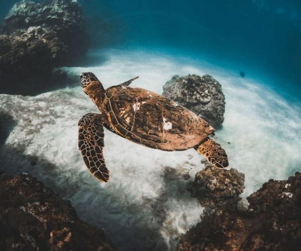 Maui: Alii Nui Afternoon Turtle Snorkel – West Maui Mountains, Hawaii