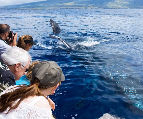 Maui: Eco-Friendly Whale Watching Tour from Ma’alaea Harbor – Maalaea, Hawaii