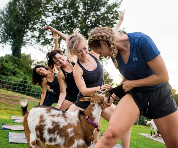 Maui Goat Yoga with Miniature Goats – Hawaii, Hawaii