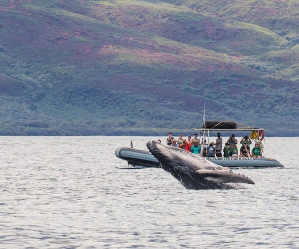 Maui: Guided Whale Watching Tour on Eco Raft – Lahaina, Hawaii