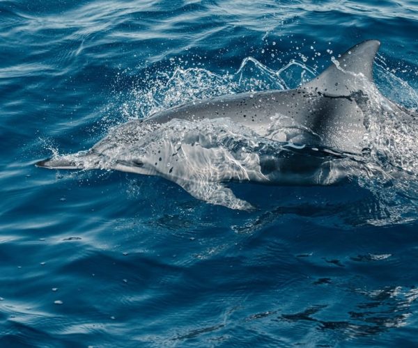 Maui: Ka’anapali Wild Dolphin Sail – Kaanapali, Hawaii