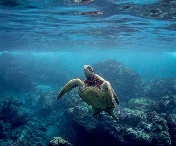 Maui: Pali Sea Cliff Kayak and Snorkel Tour – Lahaina, Hawaii