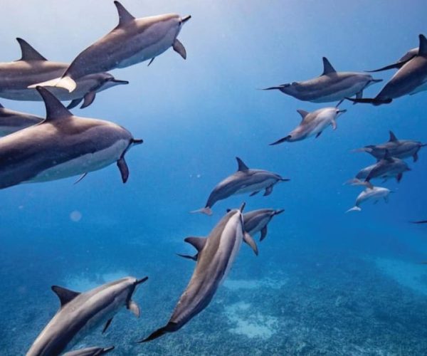 Maui: Semi-Private Eco-Raft Lanai Snorkel & Dolphin Tour – Lahaina, Hawaii