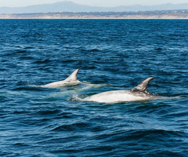 Monterey Bay: Whale Watching Tour – California, United States