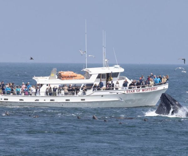 Monterey: Monterey Bay Dolphin and Whale Watching Boat Tour – California, United States