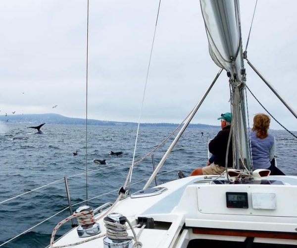 Monterey: Private Whale Watching/Sailing Tour for 6 – California, United States