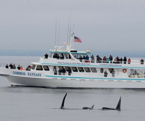 Monterey: Whale Watching Cruise – Monterey Bay, California