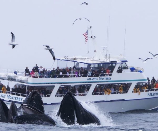 Monterey: Whale Watching Tour with A Marine Guide – California, United States