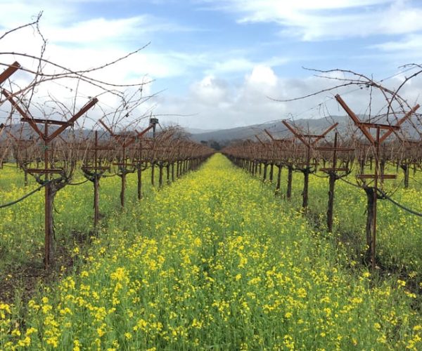 Napa/Sonoma: Private Day Trip to Wine Country with a Guide – Calistoga, California