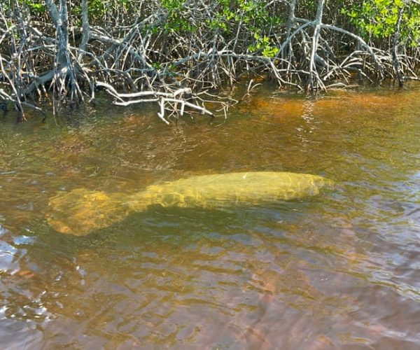 Naples, FL: Manatee Sightseeing and Wildlife Boat Tour – Florida, United States