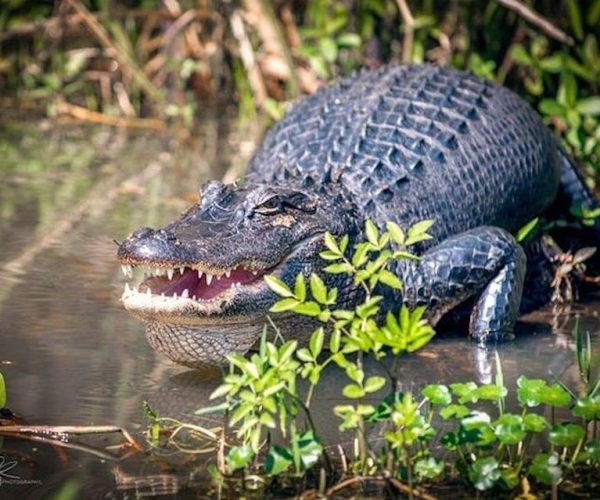 New Orleans: Honey Island Swamp and Bayou Boat Tour – Slidell, Louisiana