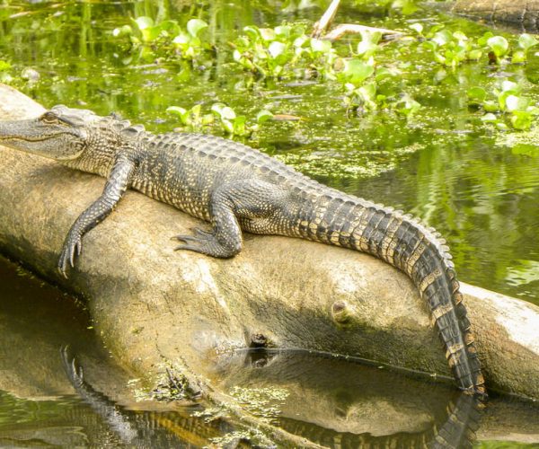 New Orleans: Manchac Bayou Swamp Cruise with Optional Pickup – Manchac Bayou, Louisiana