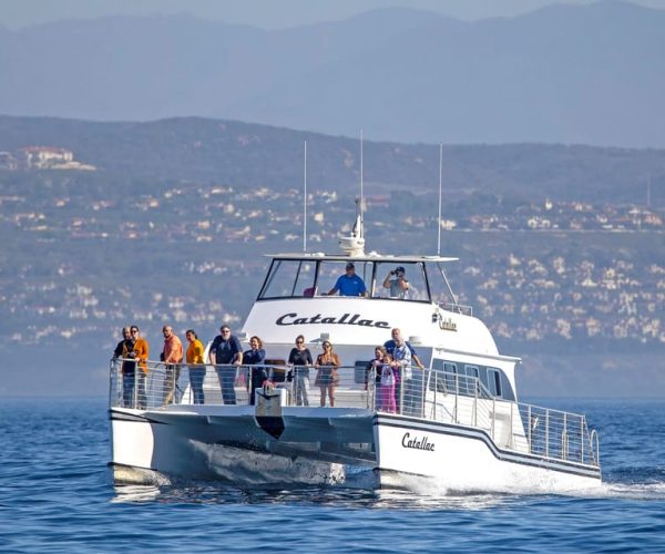 Newport Beach: Luxury Whale Watching Catamaran Cruise – California, United States