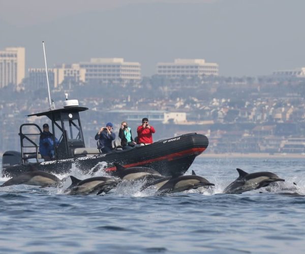 Newport Beach: Ultimate Whale Watching Adventure – California, United States