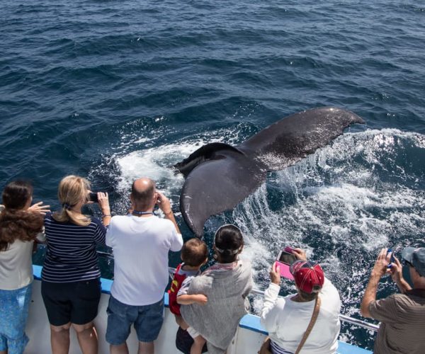 Newport Beach: Year-Round Whale Watching Cruise – Newport Beach, California