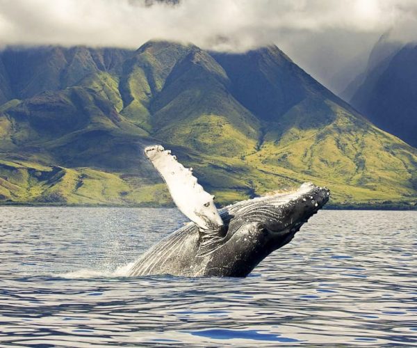 Oahu: Eco-Friendly West Coast Whale Watching Cruise – Honolulu, Hawaii