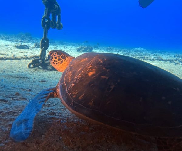 Oahu Night Dive: Adventure for Certified Divers – Honolulu, Hawaii