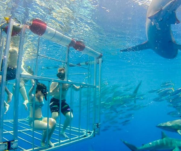 Oahu: Shark Cage Dive on the North Shore – Honolulu, Hawaii