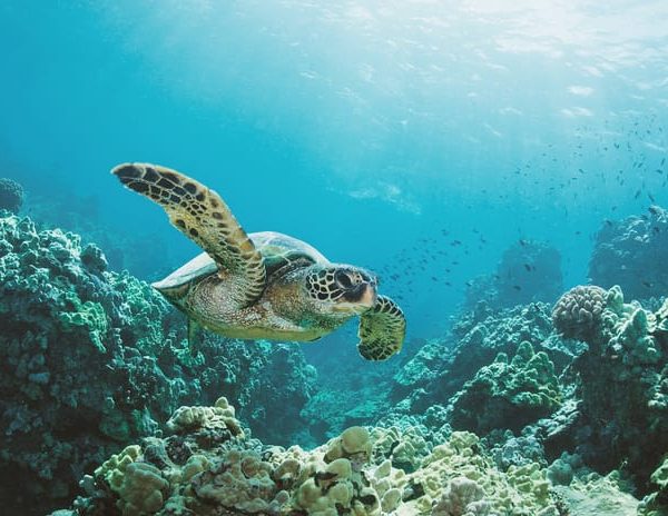 Oahu: Turtle Canyon Snorkeling Boat Tour – Honolulu, Hawaii