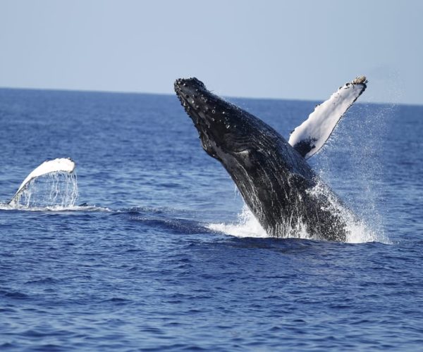 Oahu: Waikiki Whale Watching Tour-Donut and Coffee Included – Honolulu, Hawaii