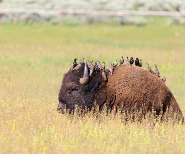 Old Faithful & Yellowstone Highlights – National Park Tour – Fountain Paint Pots, Wyoming