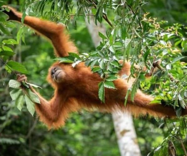 Orangutan Tour : Jungle Trekking in Sumatra – Riau, Indonesia