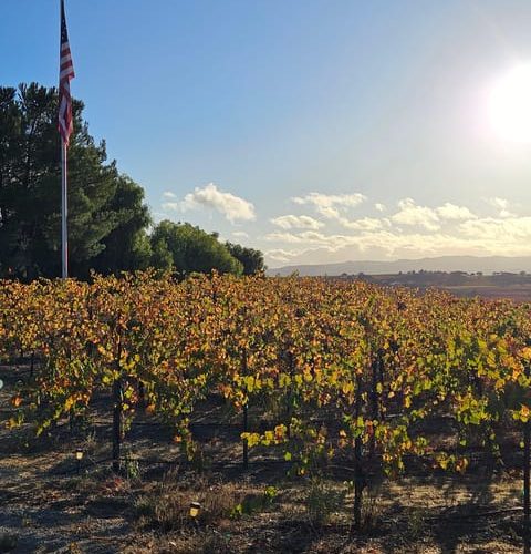 Paso Robles Full-Day Winery Tour with Picnic – Paso Robles, California