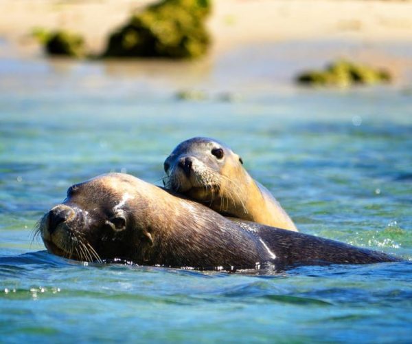 Perth: Dolphin & Wildlife Cruise with Lunch – Perth, Australia