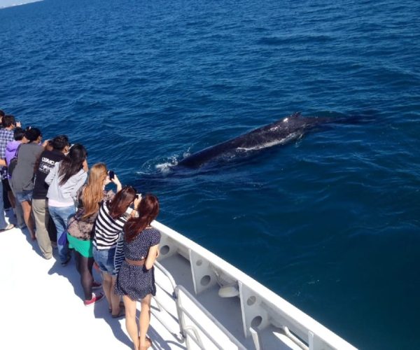 Perth: Whale Watching Cruise from Hillarys Boat Harbor – Perth, Australia