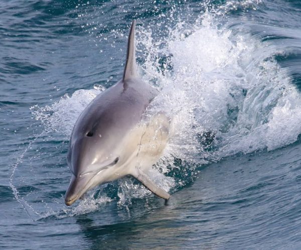 Philip Island: Dolphin and Whale Cruise – Victoria, Australia, Australia