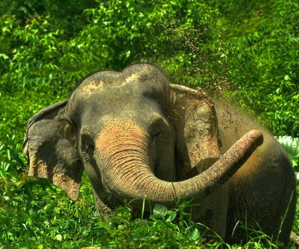 Phuket: Elephant Jungle Sanctuary ‘Watch Me’ Experience – Phuket, Thailand