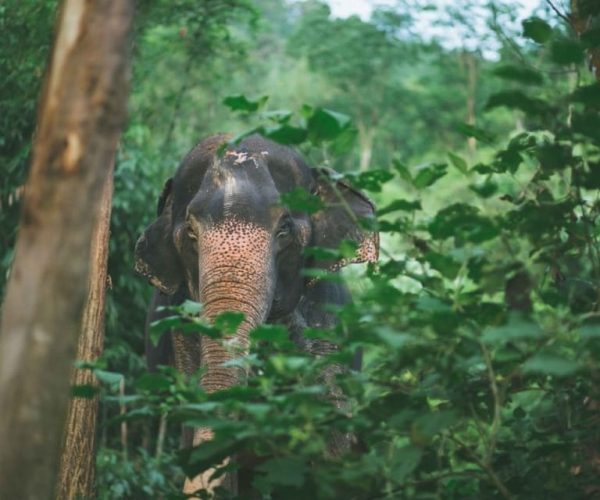 Phuket: Unique Dawn Ethical Elephant Sanctuary Experience – Phang Nga Elephant Park, Thailand