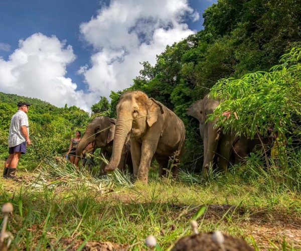 Phuket: Walk and Feed Ethical Elephant Nature Park Tour – Phuket, Thailand