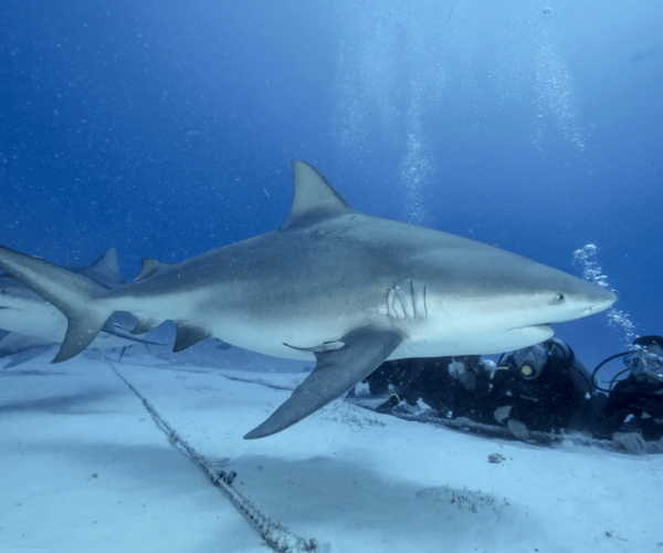 Playa del Carmen: Bull Shark Feeding Experience – Playa del Carmen, Mexico