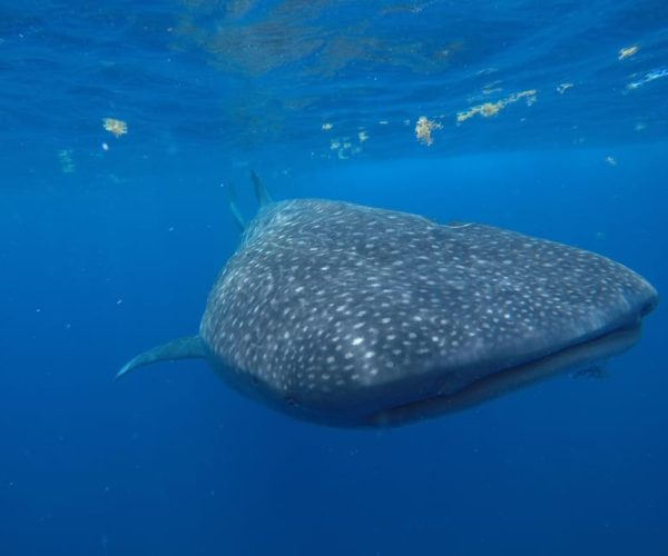 Playa del Carmen: WHALE SHARK TOUR in Riviera Maya – Playa del Carmen, Mexico