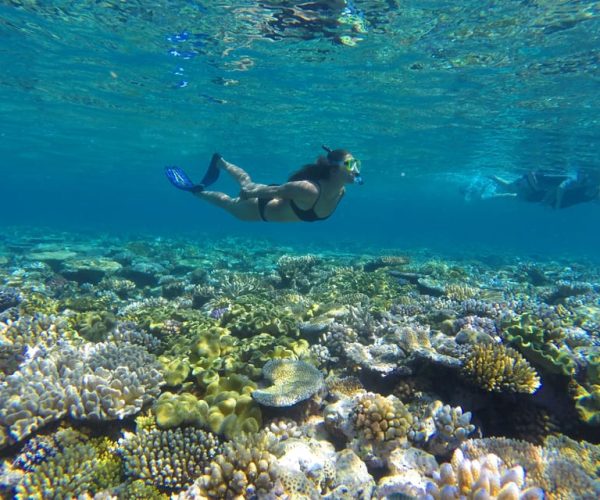 Port Douglas: Outer Barrier Reef Snorkel and Dive Options – Queensland, Australia