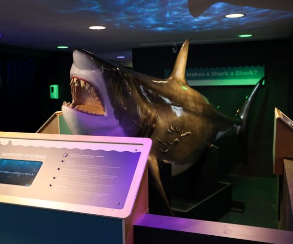 Provincetown: Shark Center Provincetown Admission Ticket – Provincetown, Massachusetts