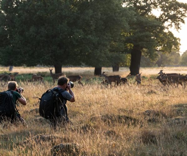 Richmond Park, London: Sunset Wildlife Photography Workshop – London, United Kingdom