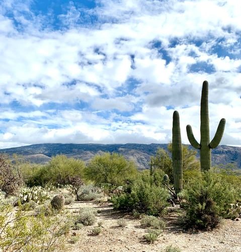 Saguaro National Park: Day Tour & Hike – Saguaro National Park, Arizona