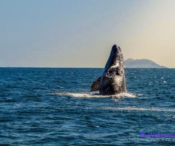 San Diego: Half-Day Marine Wildlife Tour with Lunch – San Diego, California