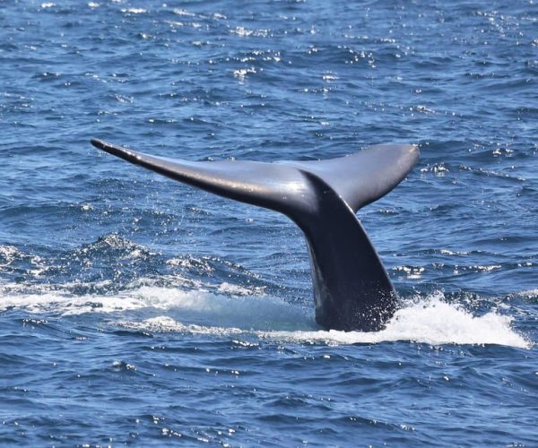 San Diego: Whale Watching Cruise – San Diego, California