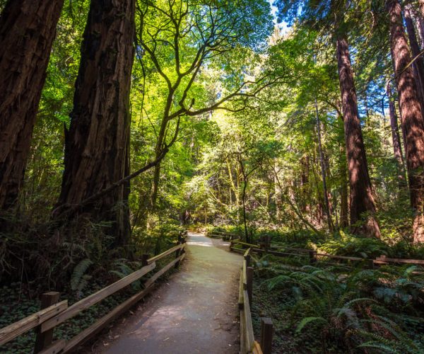 San Francisco: Muir Woods, San Francisco and Sausalito Tour – San Francisco, California