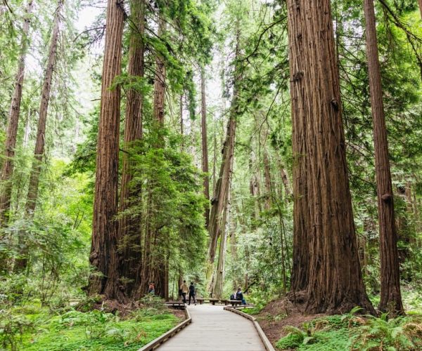 San Francisco: Muir Woods & Sausalito Tour with Ferry Option – San Francisco, California