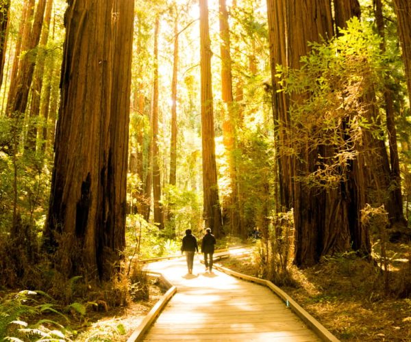 San Francisco: Muir Woods and Sausalito Experience – Pacific Coast Highway – Route 1, California