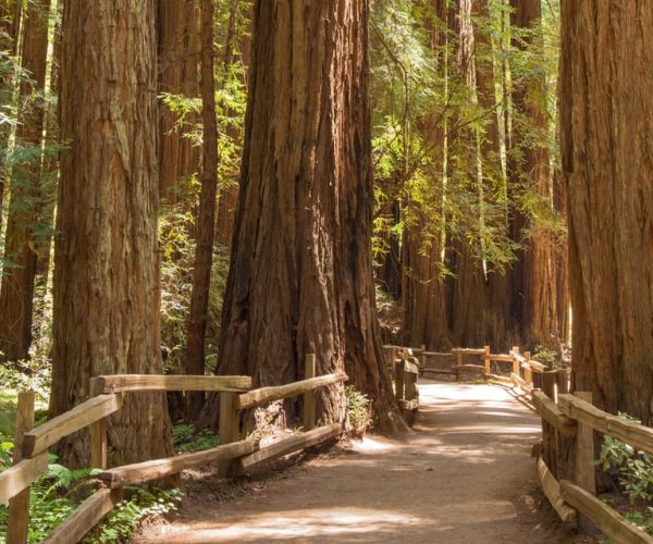 San Francisco: Muir Woods and Sausalito Small Group Tour – San Francisco, California