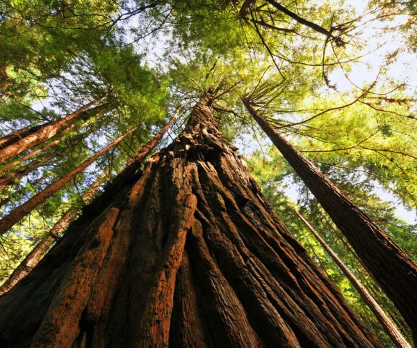 San Francisco: Private Muir Woods and Sausalito Tour – San Francisco, California